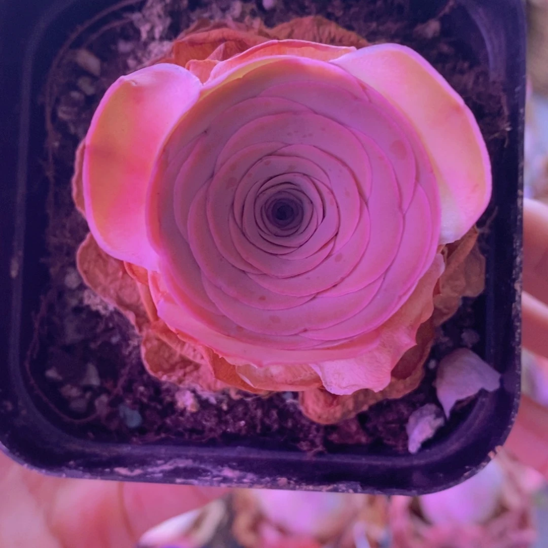 935碧珠 山地玫瑰一物一拍
