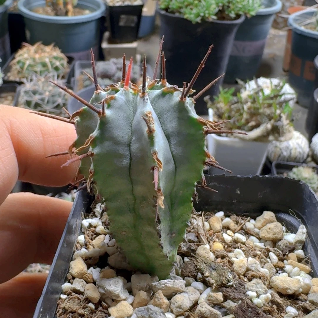 苍***陈667kk白衣魁伟玉脱土发货