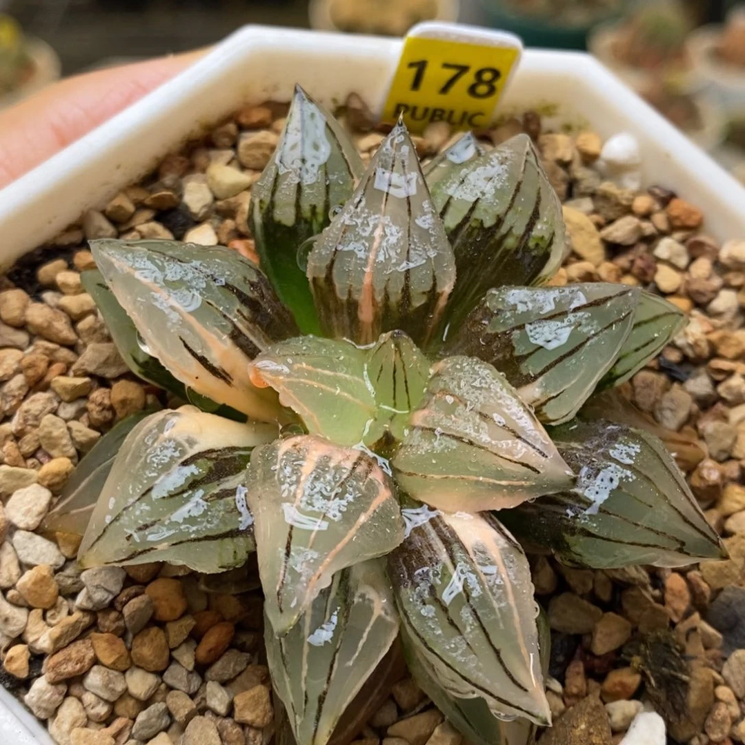 178号西瓜锦带盆发货多肉