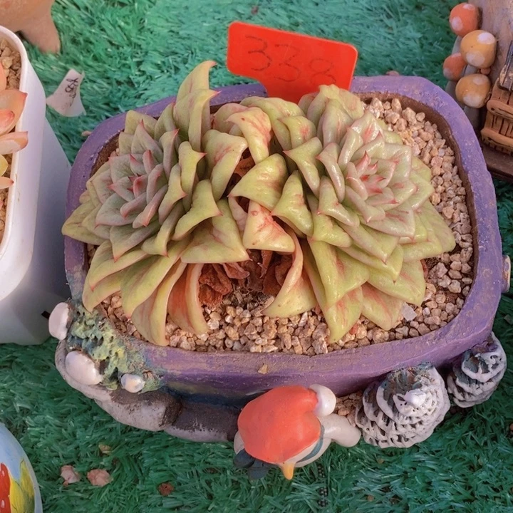 曾***节这一系列改革方案还要求