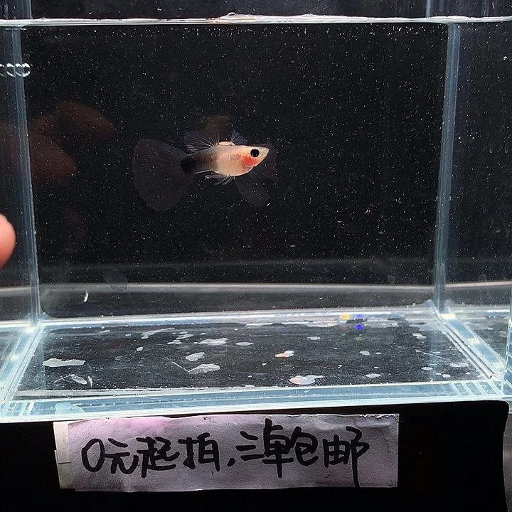 孔雀鱼兰礼服玻璃猫公2