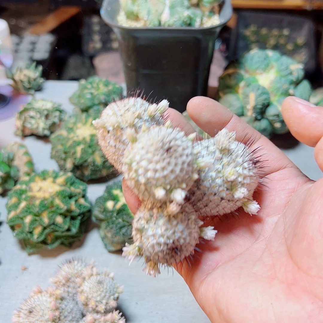 直刺佩蕾群无根8.5公分1颗