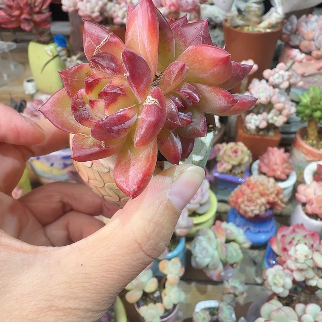 夜魔侠 多肉含盆土 一物一