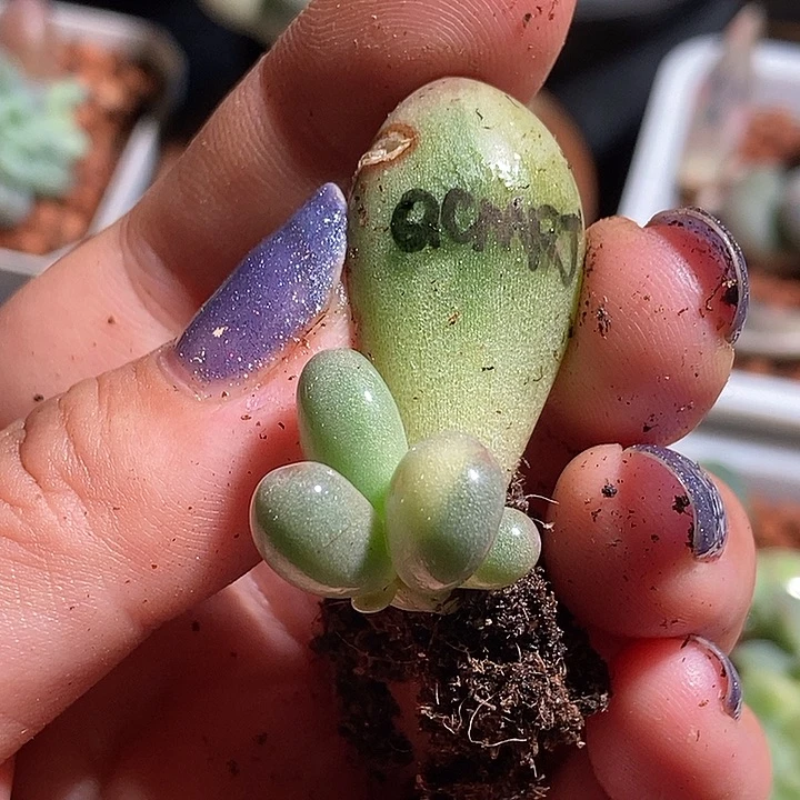 七彩美人锦多肉植物