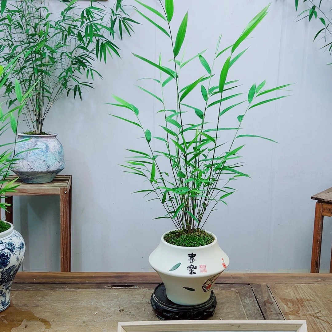 不开花植物内门竹