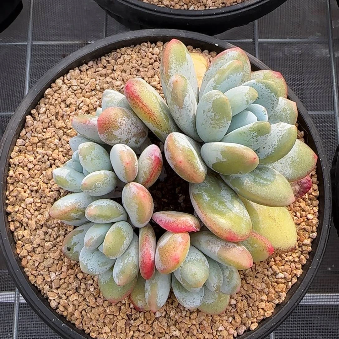 从前慢甄选多肉编号雪美人