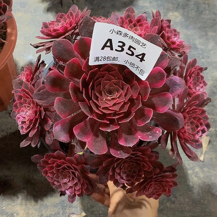 354黑铜多肉8888888