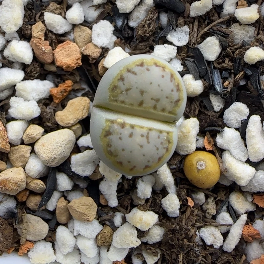 亮金边饼干清框福利30包邮