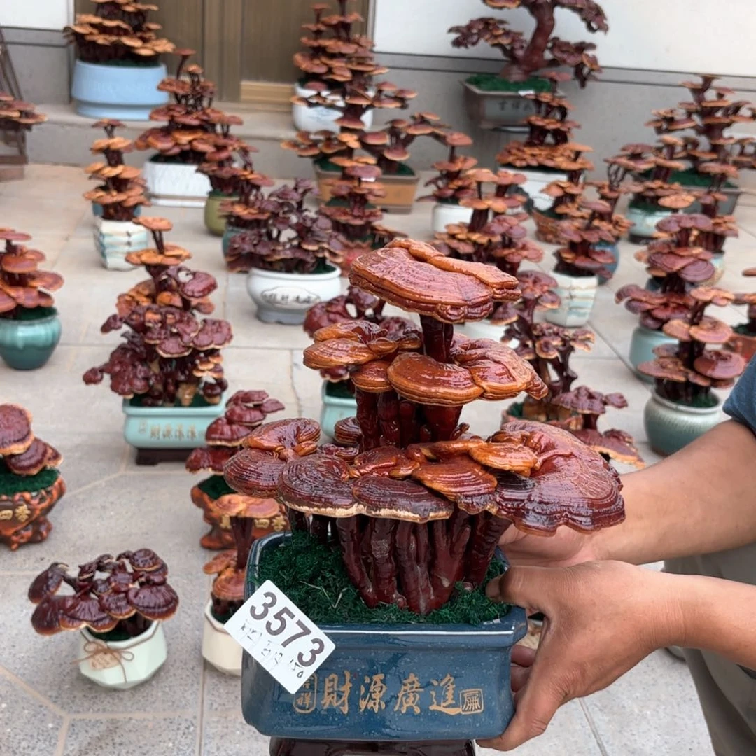 无花朵灵芝是我国著名植物