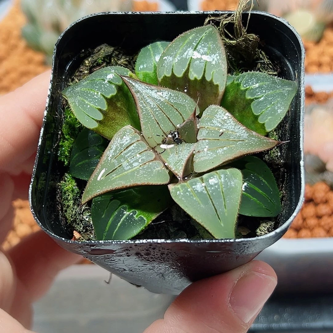 十二卷多肉媚凤1