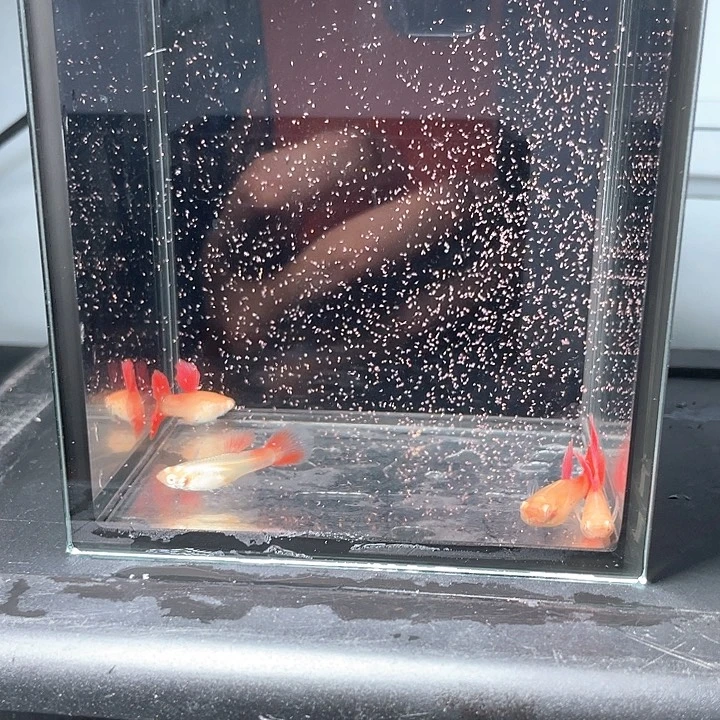 张***鱼孔雀鱼红蕾丝白子3对6条