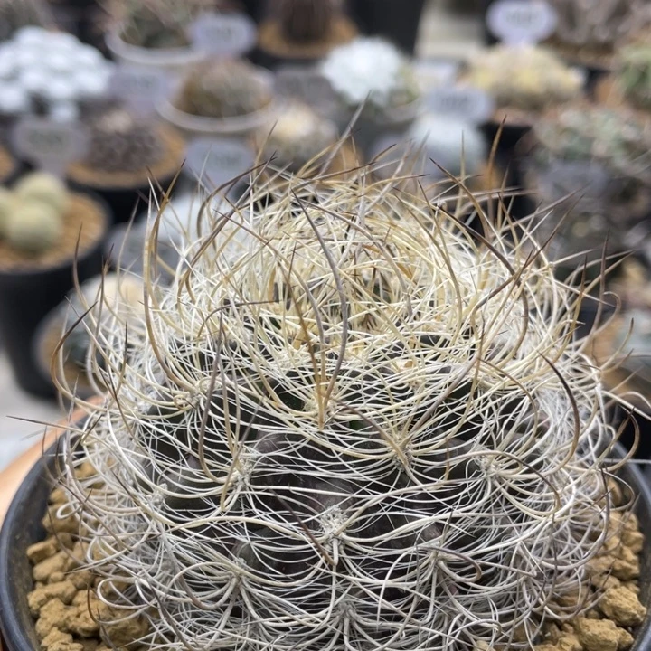 银翁玉       实生根