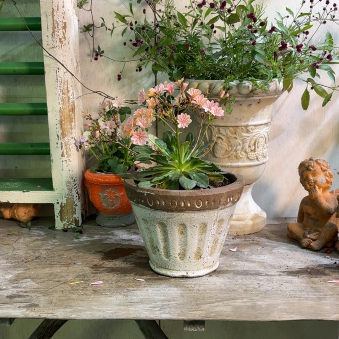 许纯的花房 小白盆