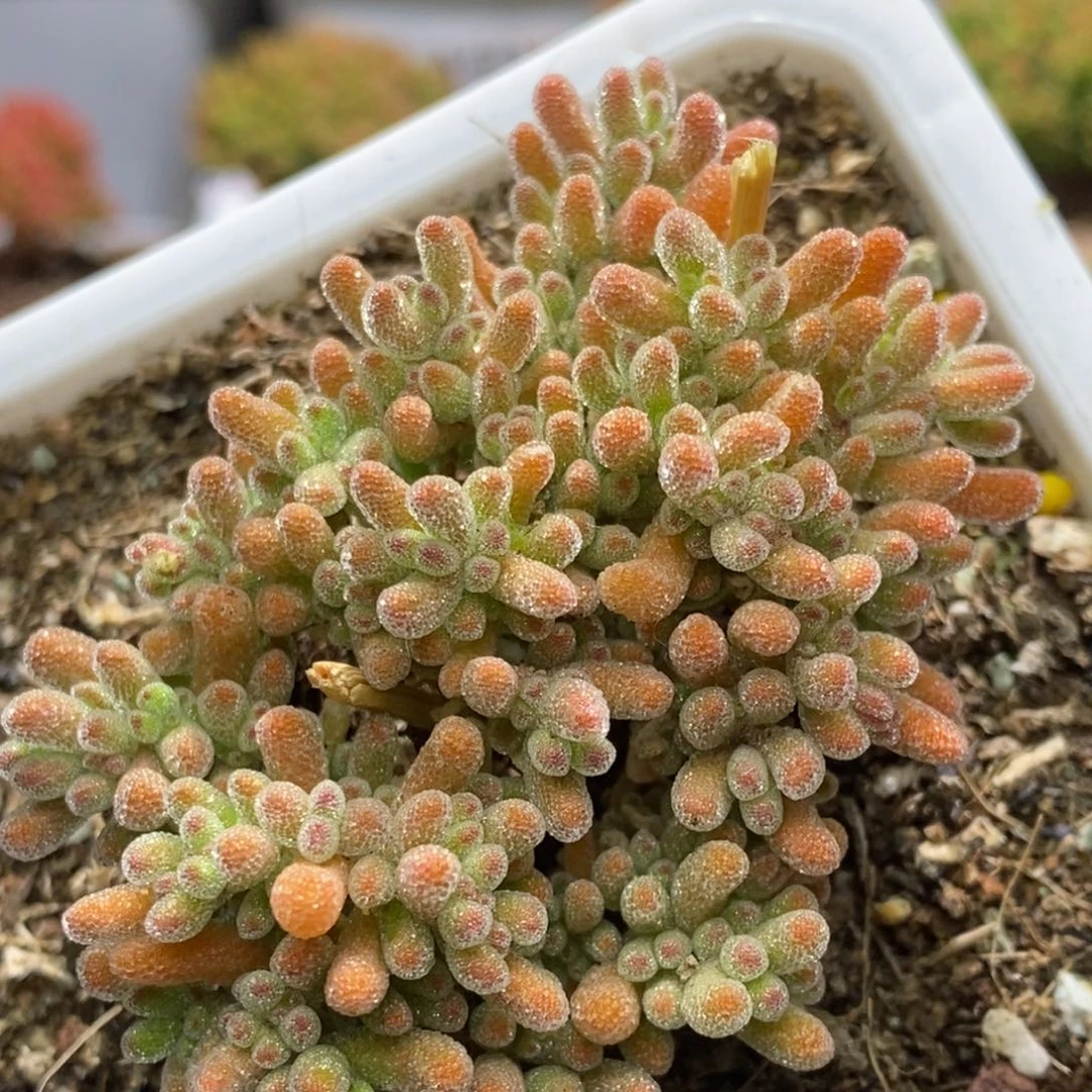 冰晶杂枝干番杏A342