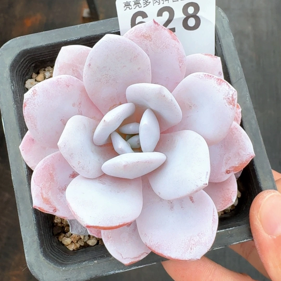 粉雪莲 多肉植物