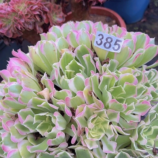 。***,多肉植物一个白凤