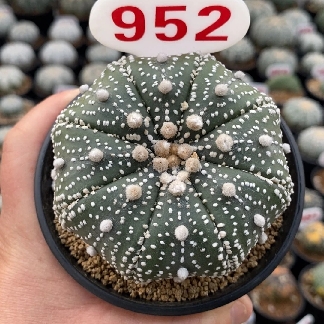 952花园基因福利