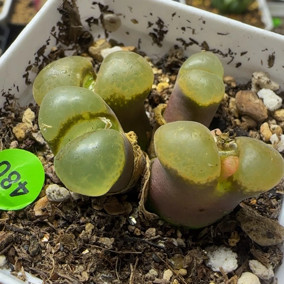 漂漂亮亮多肉植物480