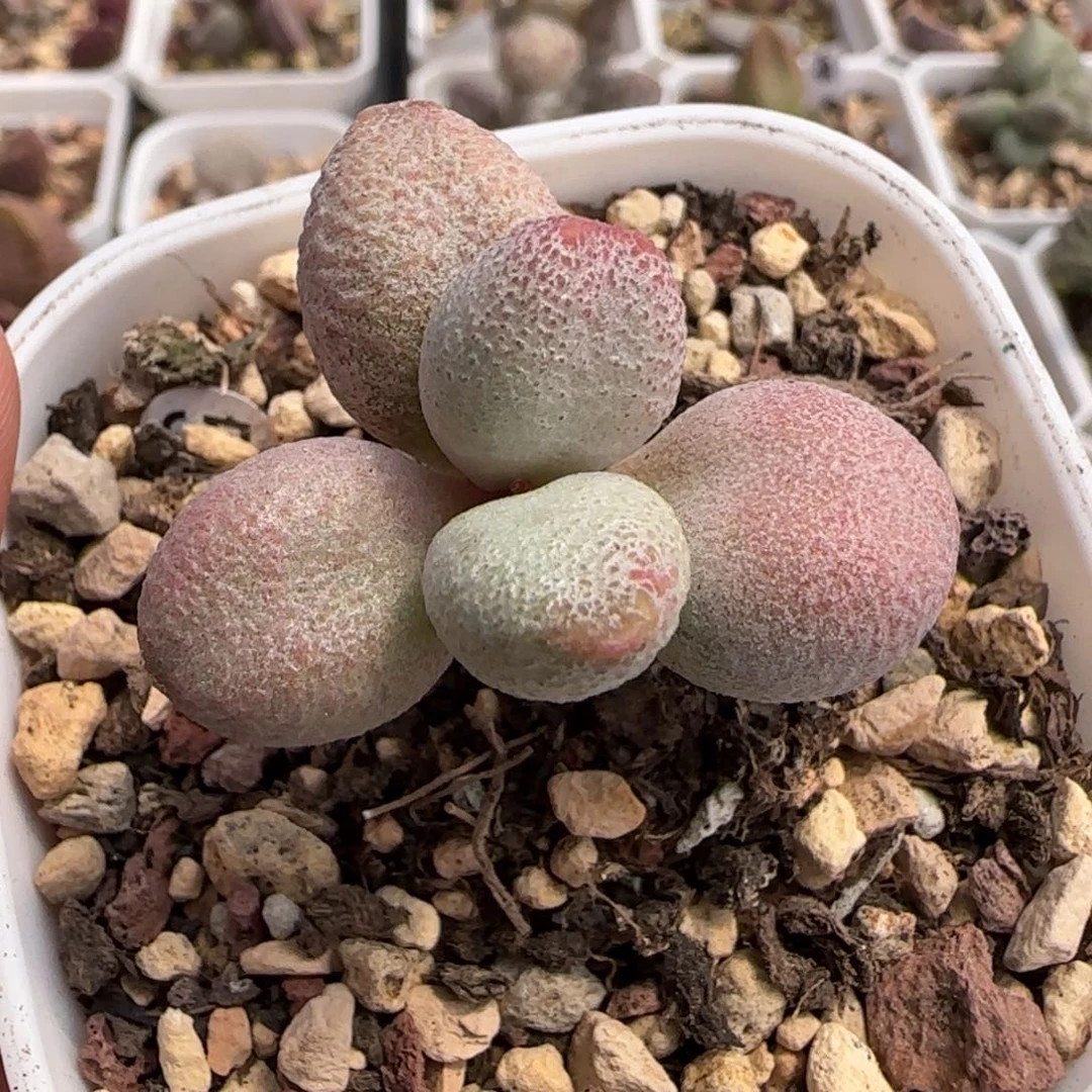 奶油泡芙水泡多肉植物