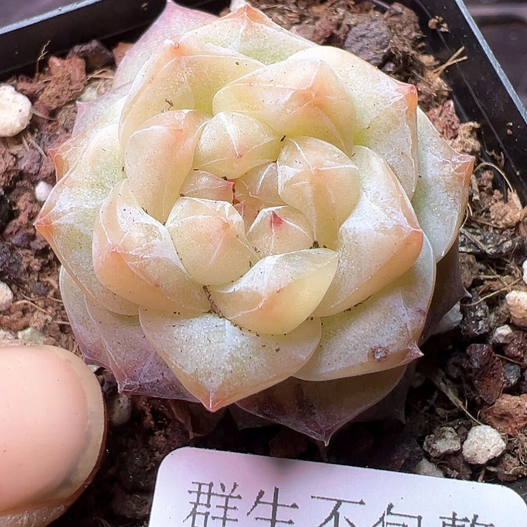 小卡拉米糖心一物一拍14-239