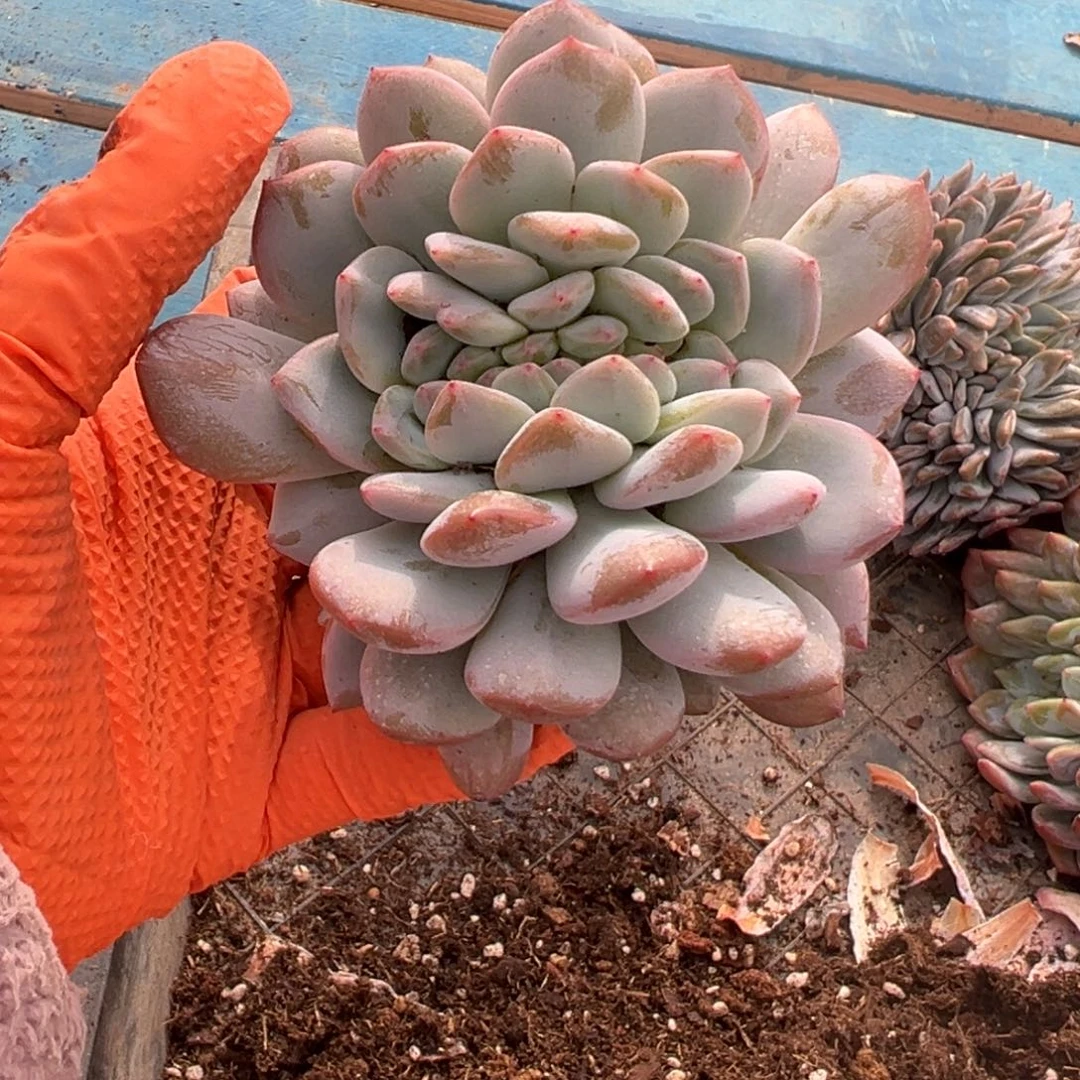 @***、缀化呀呀呀呀呀呀呀呀