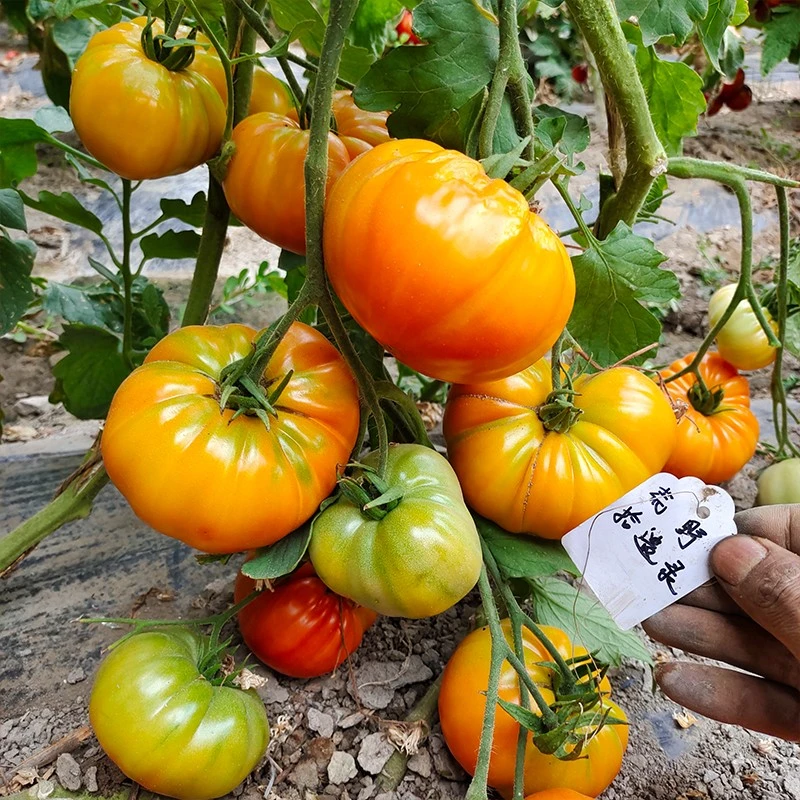 橙色克朗代克3粒种子【自封顶】传统老品种适合阳台露台满29包邮