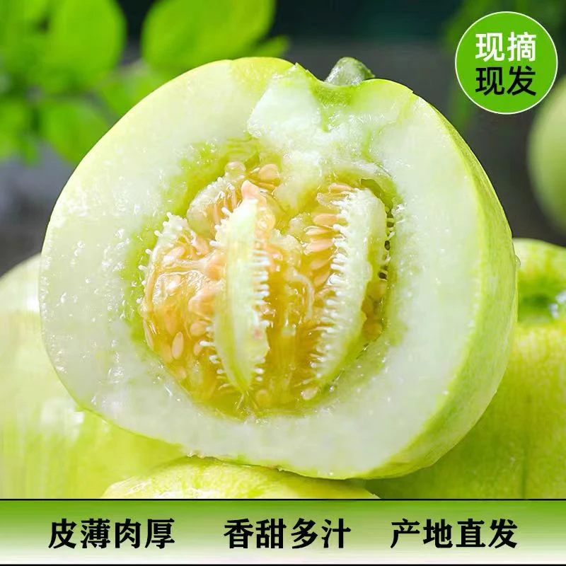 农家自种新鲜小香瓜甜瓜薄皮本地老式正宗香瓜甜宝现摘现发包邮