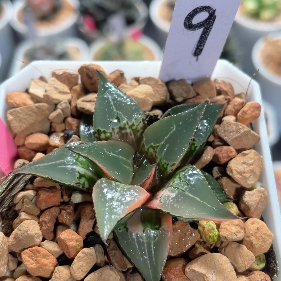 9酒吞锦。