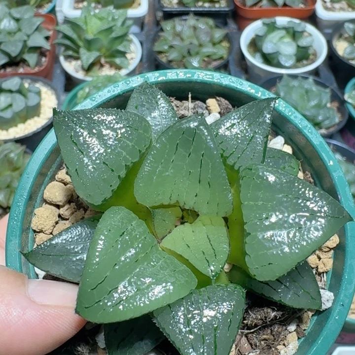 十二卷玉露大颗阿寒湖寿