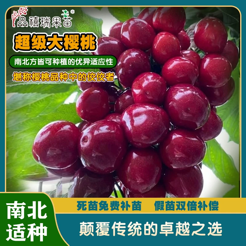 超级大樱桃/南北可种的车厘子/拍下送日本红杏梅、血玉桃、龙花梨苗