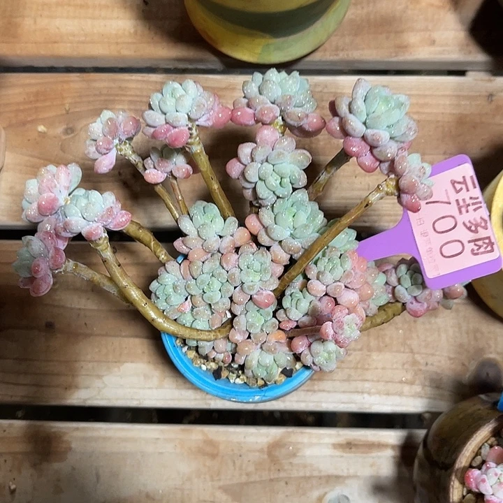云尘多肉一物一拍 不含盆 700,