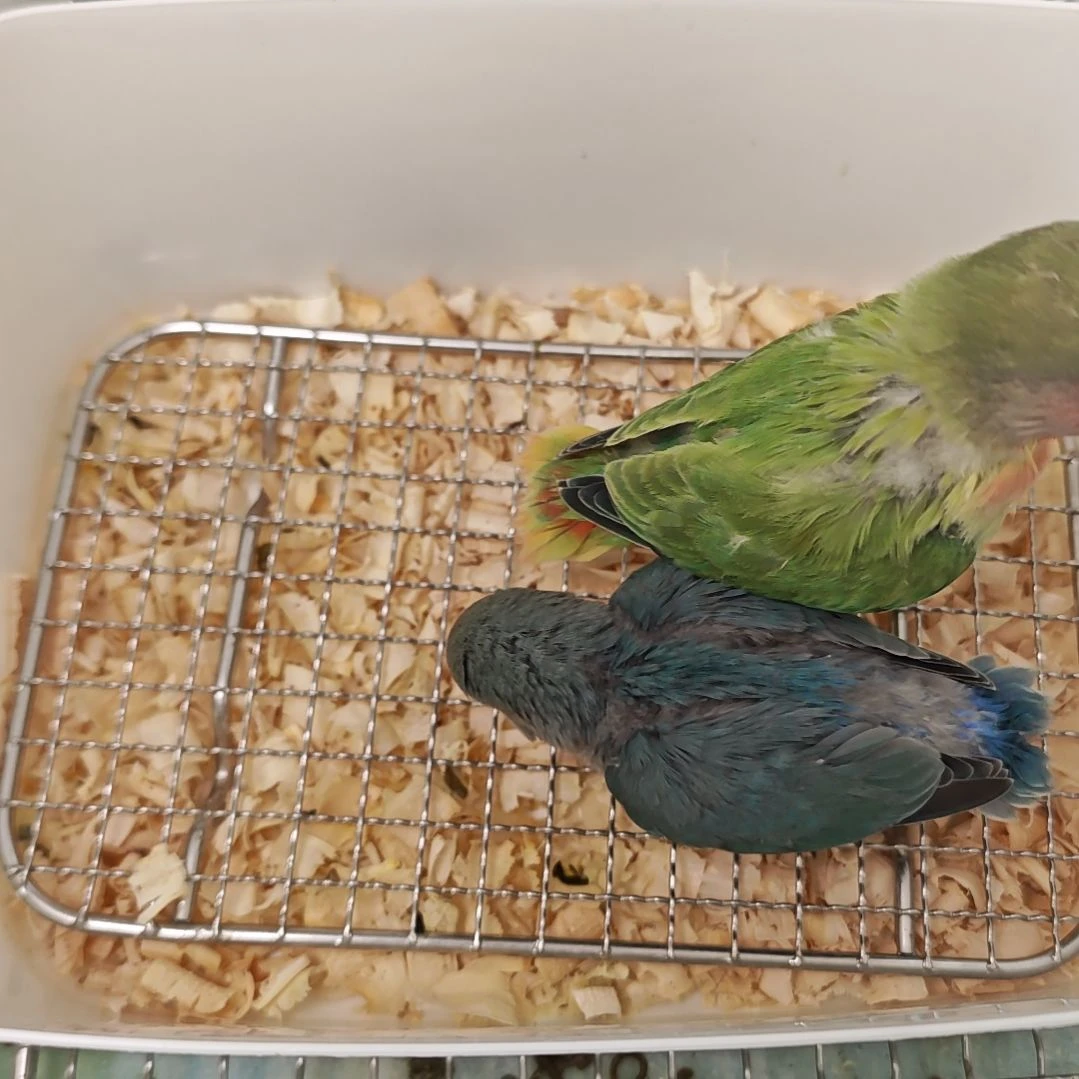 桃脸牡丹鹦鹉两只。