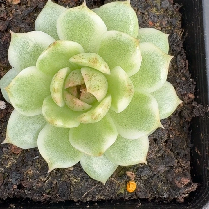 黑水晶锦一物一拍