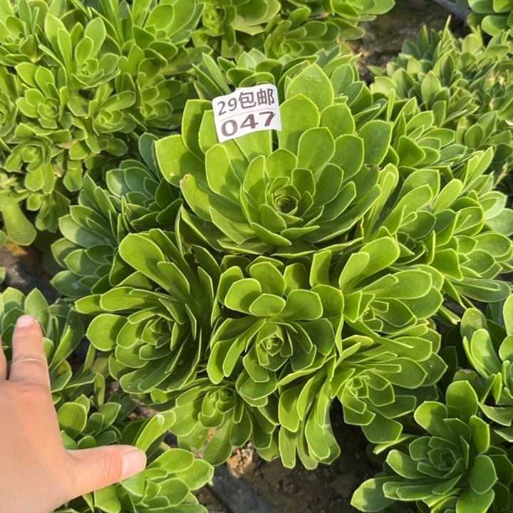 魅灵玫瑰……多肉植物……