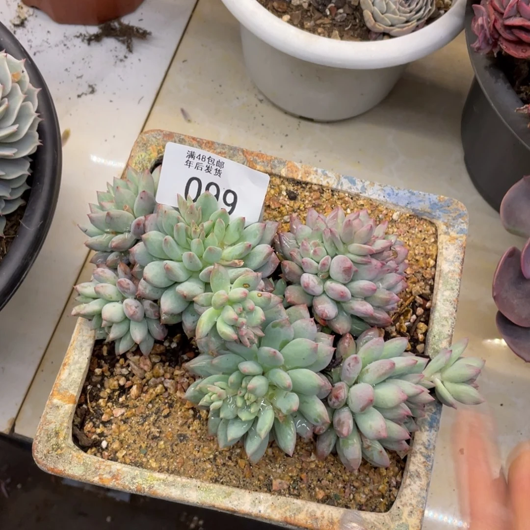 黑大帅多肉99明珠