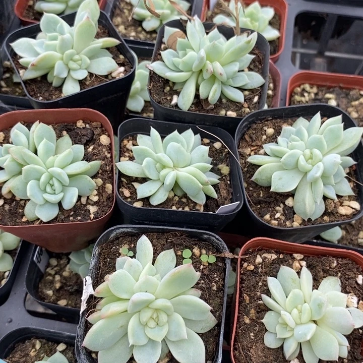 上盆群生黄甜心t10一个多肉量拍