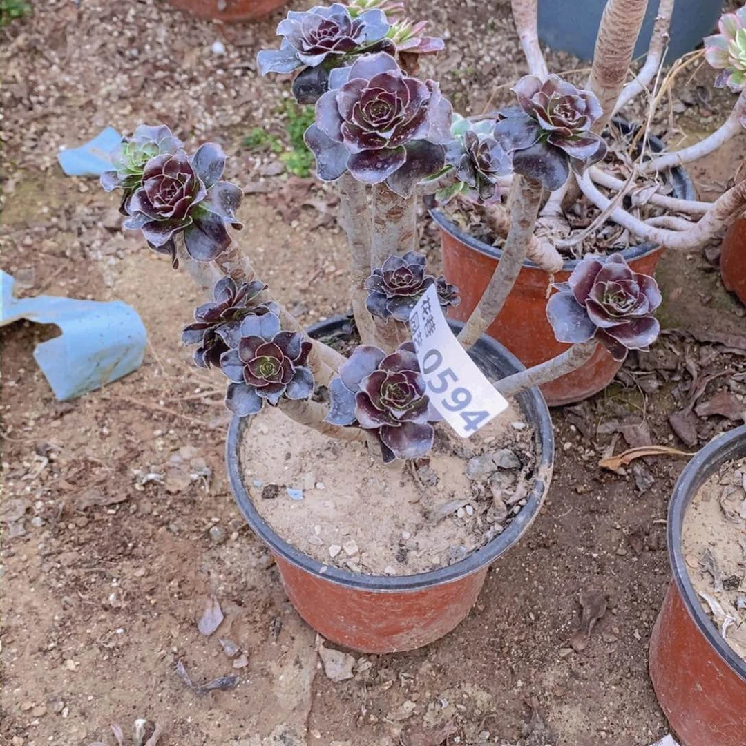 594 号一物一拍多肉植物