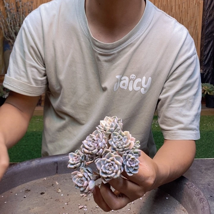 *****38 号红粉佳人多肉植物