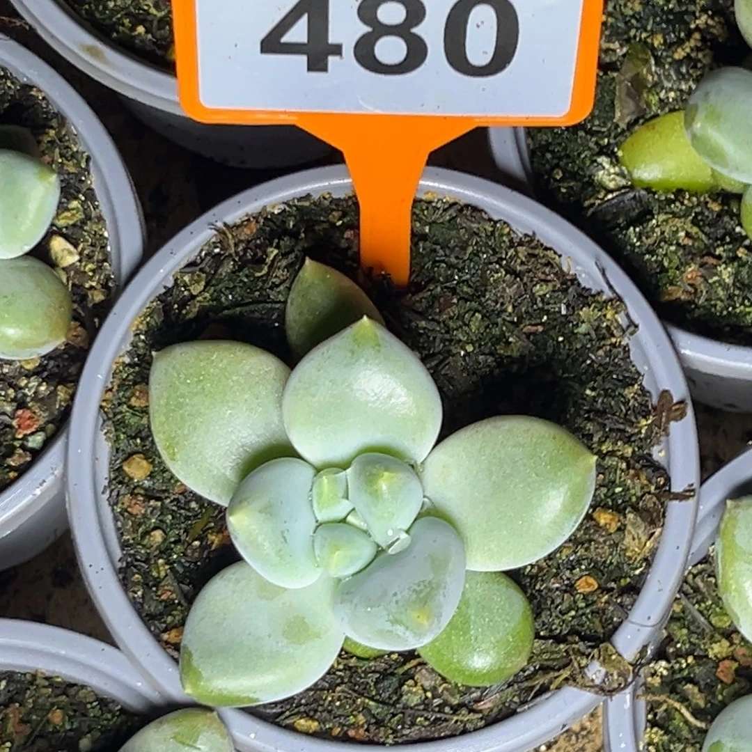 邂***气多肉植物胖体哥特480