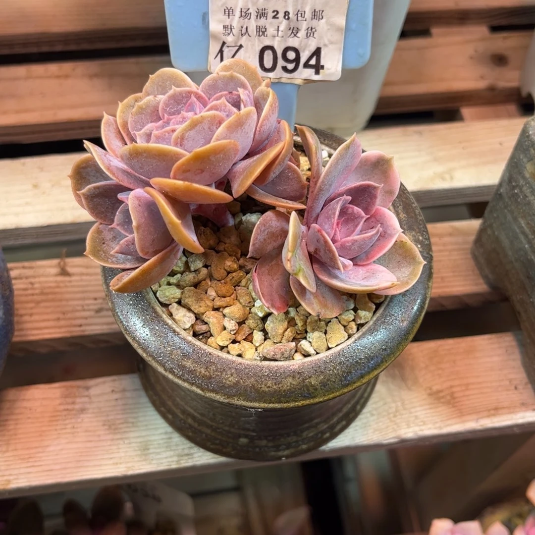 紫珍珠锦缀多肉植物rinvnvn