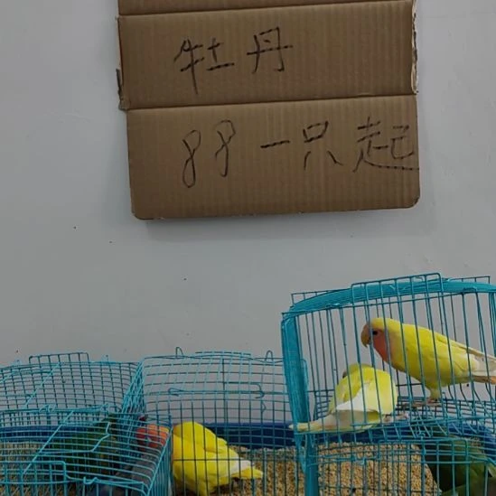 虎皮鹦鹉牡丹鹦鹉鹦鹉1只