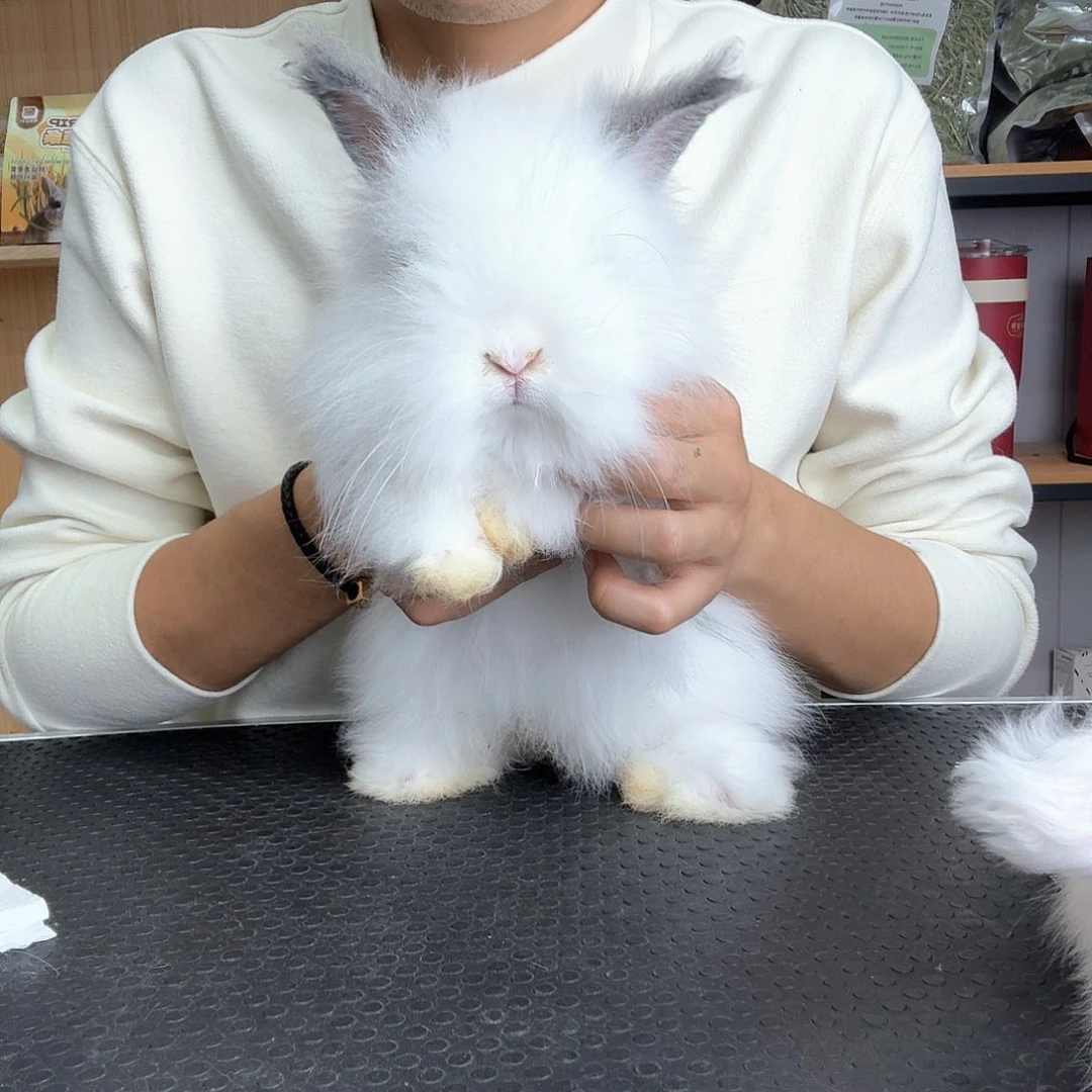 猫猫兔凤眼猫猫兔