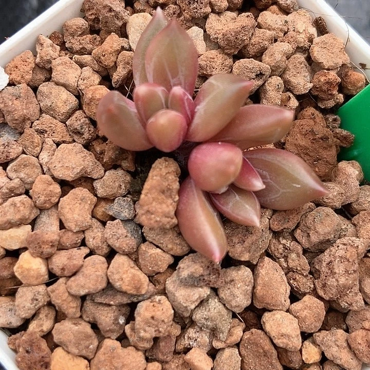 多肉植物迷雾1038