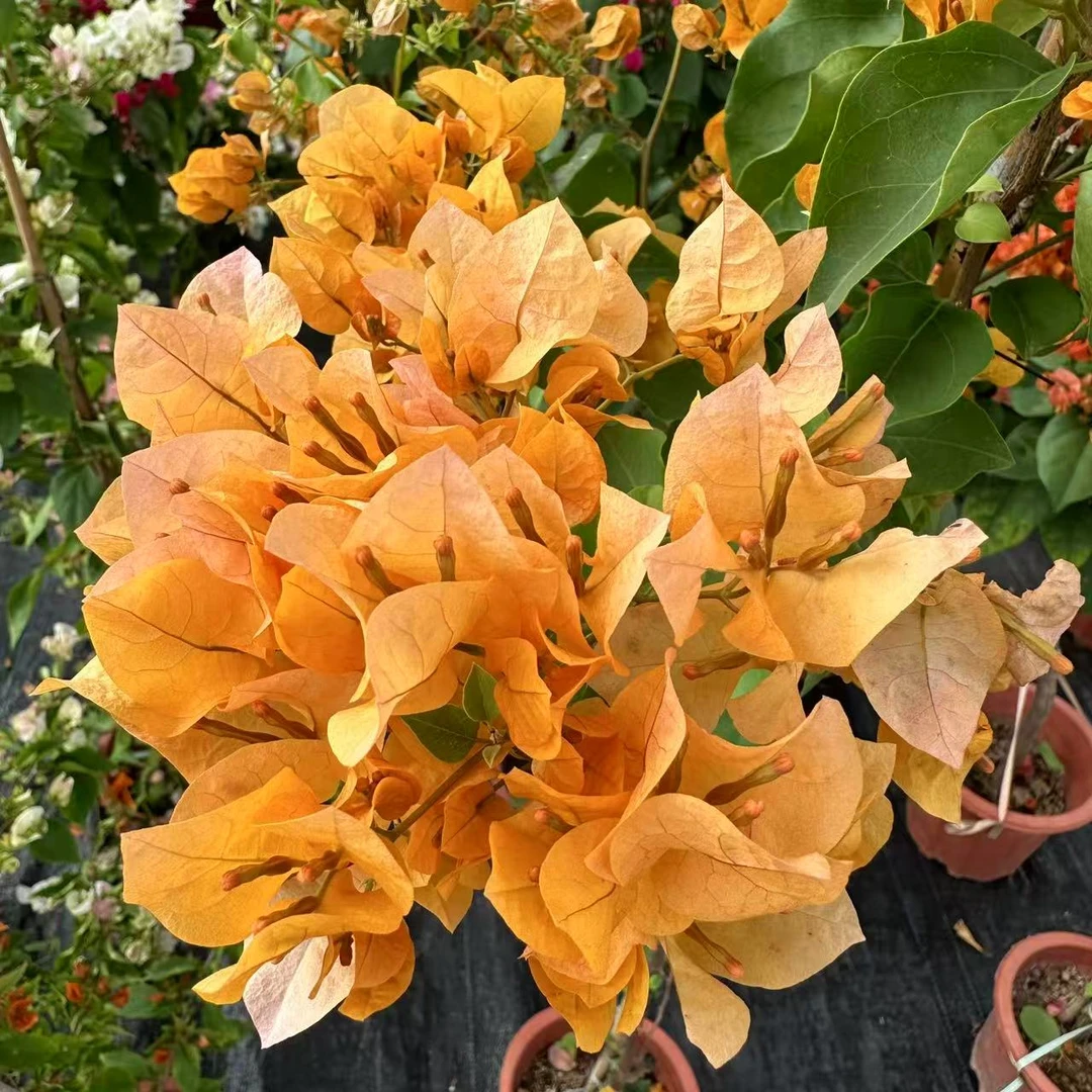 三角梅爬藤盆栽四季开花原盆原土好养易活庭院阳台植物