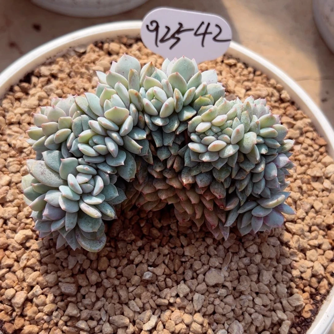 妞****?0123-42戴露露缀多肉