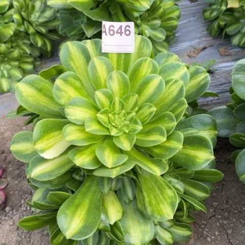 多肉植物翡翠琉璃