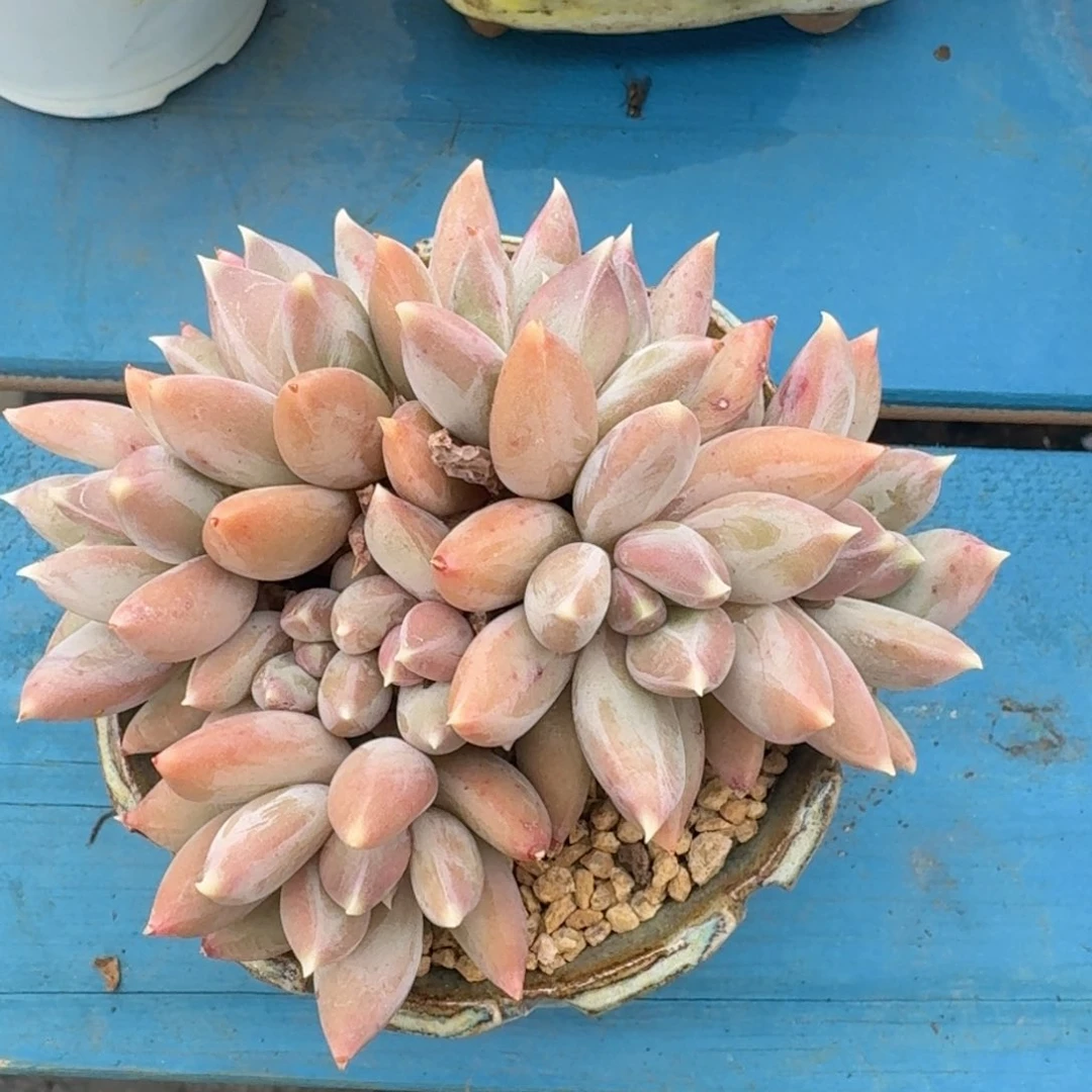 星空美人老桩一物一拍