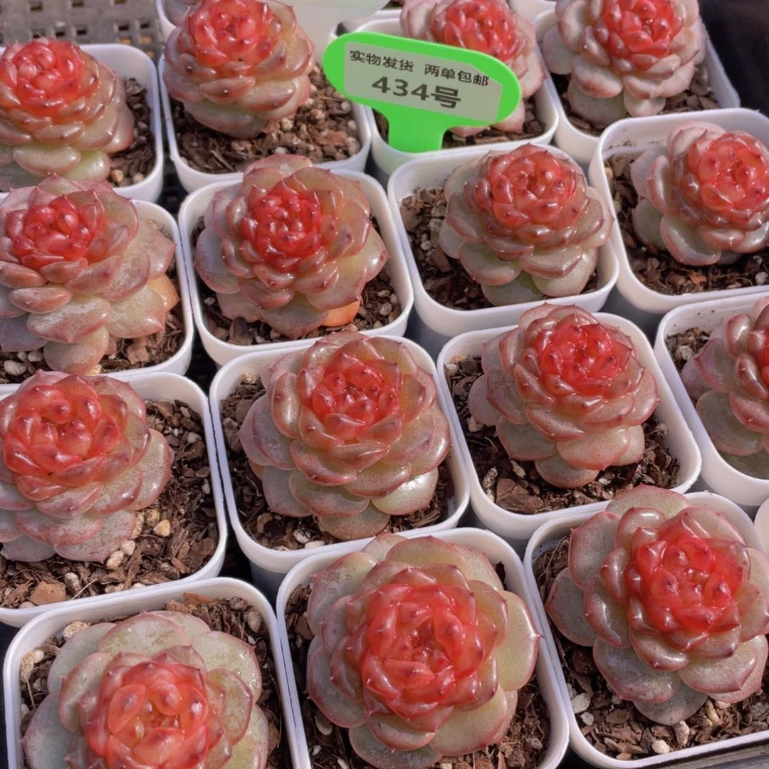 434号 焦糖云朵珍妮单头一个