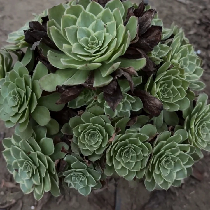 量拍一颗歪莲花座法师