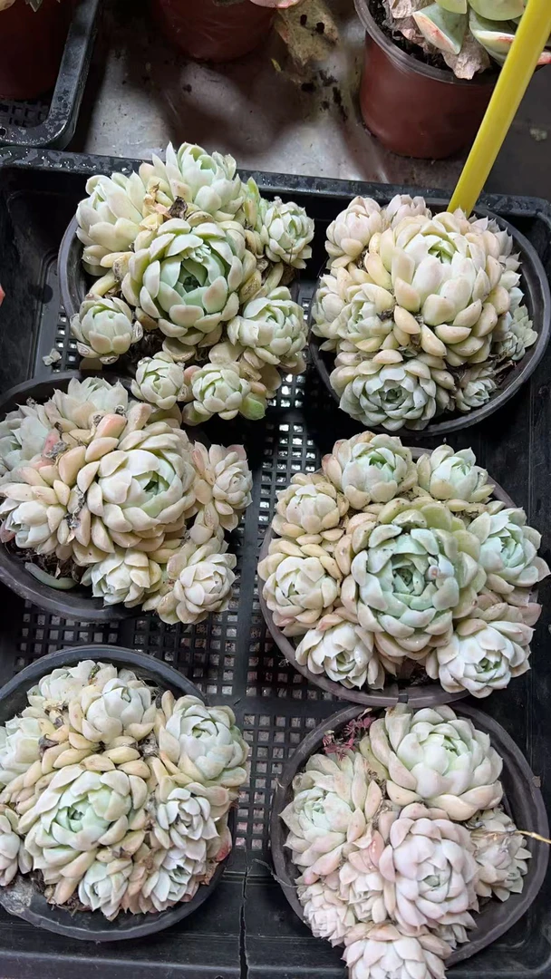 【白月影 满9.99包邮】阳台办公室庭院老桩盆栽多肉植物